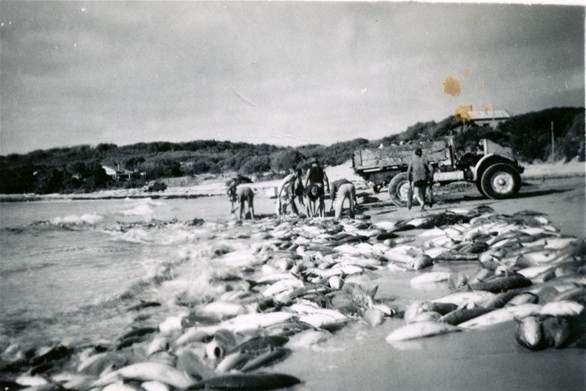 Hauling the salmon catch at Cheynes Beach, circa 1960