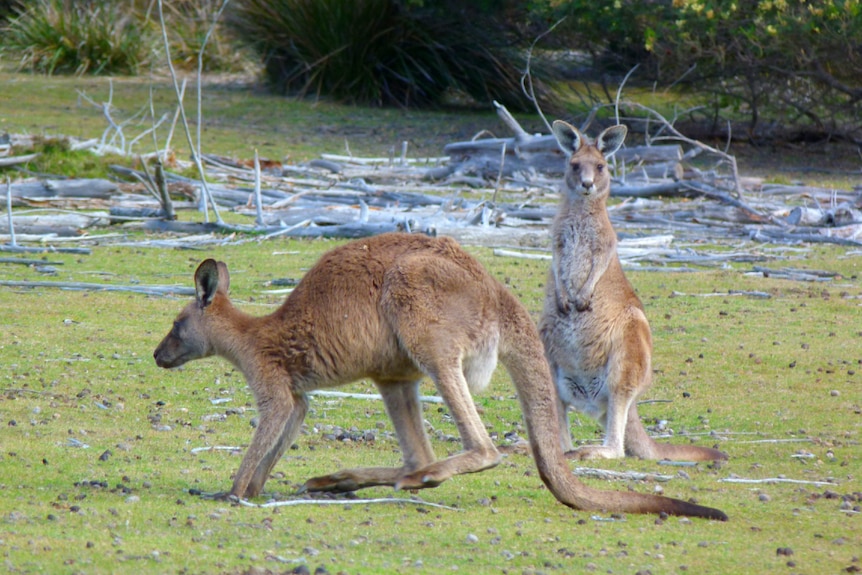 Two kangaroos beside each other on grass. One is crouched over while the other stands tall looking at the camera.