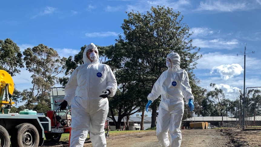 Two people in full personal protective equipment, white suits with hood, P2 masks, clear glasses and plastic gloves.