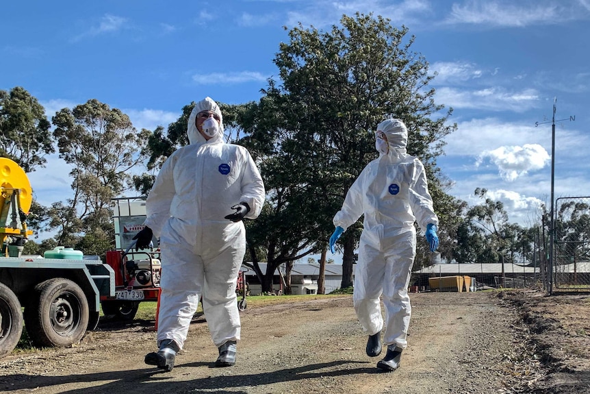 Two people in full personal protective equipment, white suits with hood, P2 masks, clear glasses and plastic gloves.