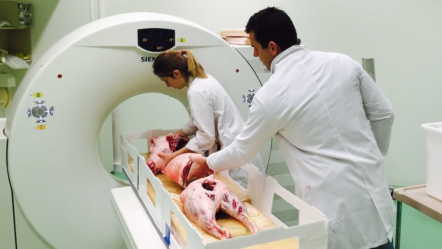 A wide shot of a CT scanner scanning a carcass