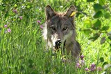 A Grey Wolf sits in grass in the US state of Montana