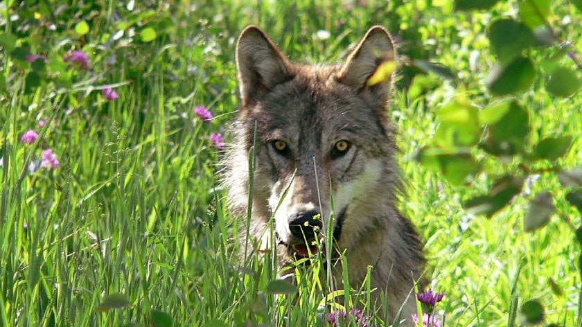 A Grey Wolf sits in grass in the US state of Montana