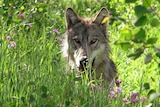 A Grey Wolf sits in grass in the US state of Montana