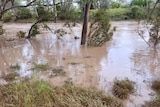 A murky, agitated creek threatening to break its banks.