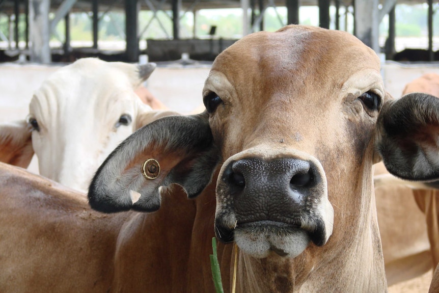 Cattle in a feedlot