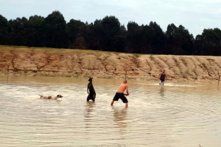 A man about to bash a kangaroo with a metal pole - video still - animal cruelty case