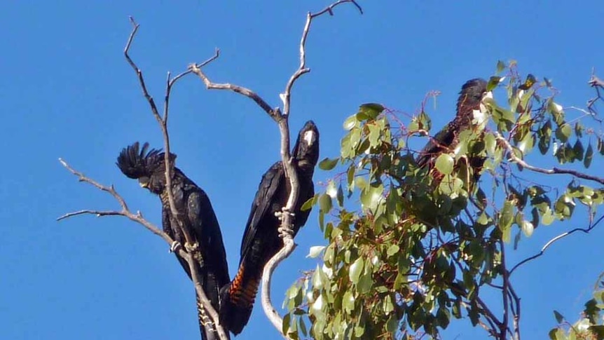 Red-tailed black cockatoos