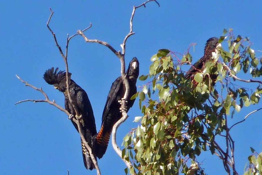 Red-tailed black cockatoos