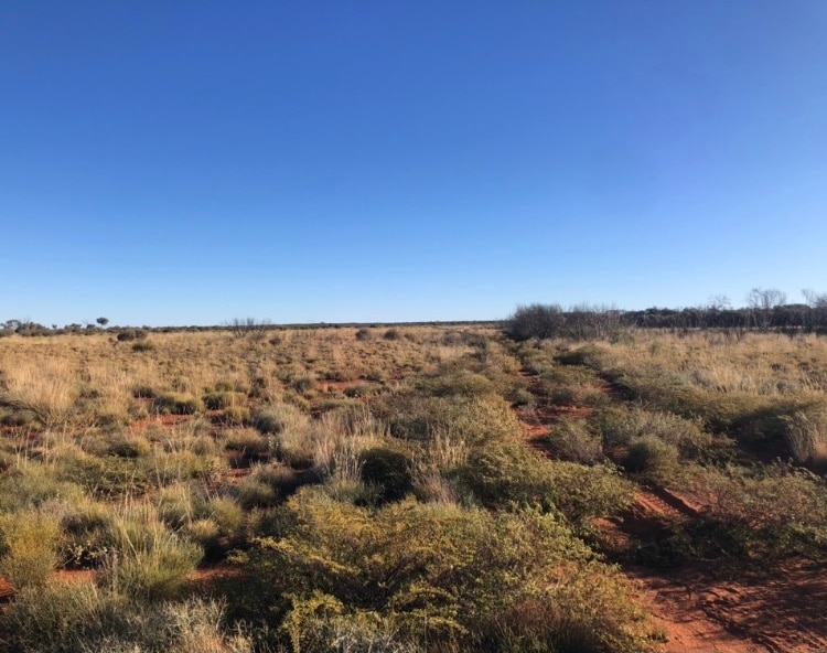 Old Gazetted track near White Cliffs Yamarna road