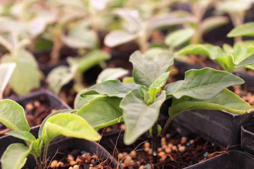 A close shot of a bush tomato seedling