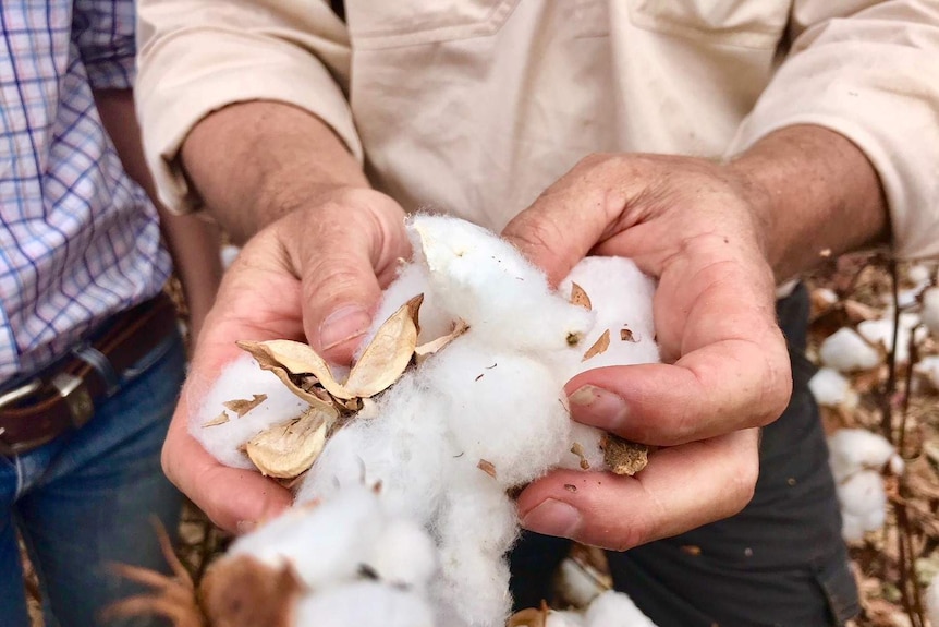 Close up of hands holding cotton