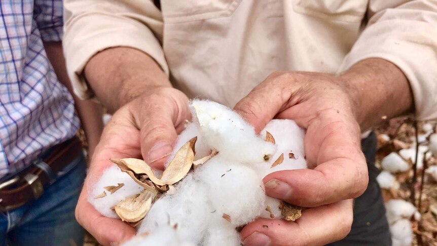 Close up of hands holding cotton