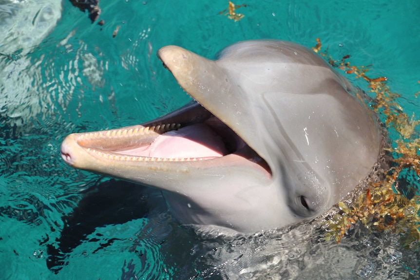 A dolphin shows its teeth while "laughing"
