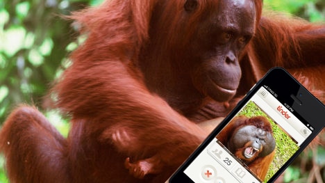 An orangutan sits in a tree with the Tinder logo transposed on top.