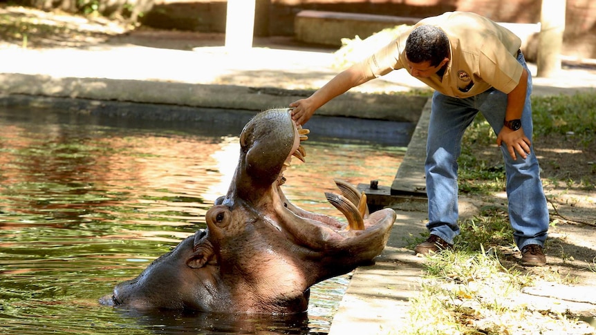 Gustavito opens his mouth wide while a handler inspects his impressive teeth