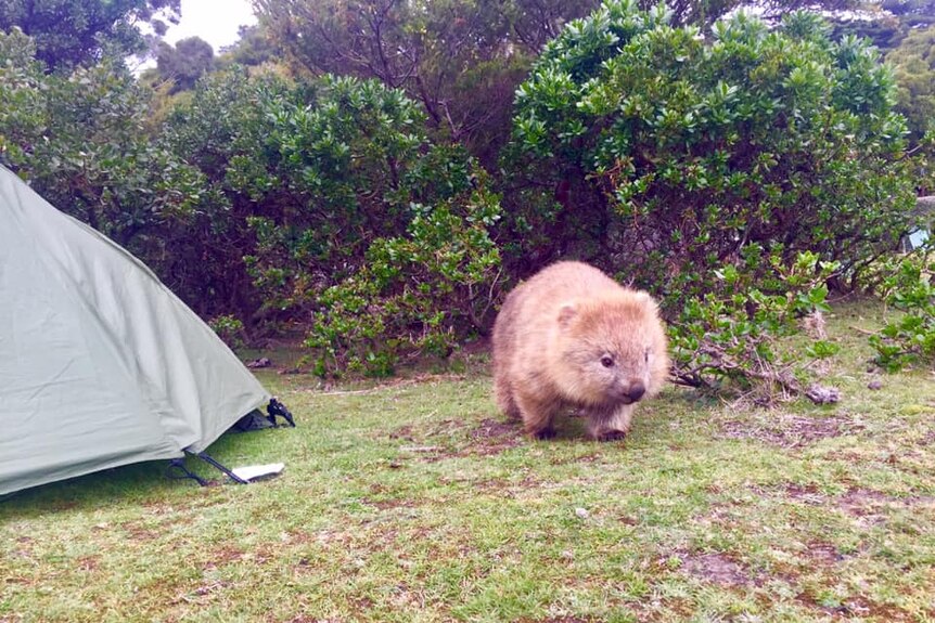 A wombat with a green tent to the side