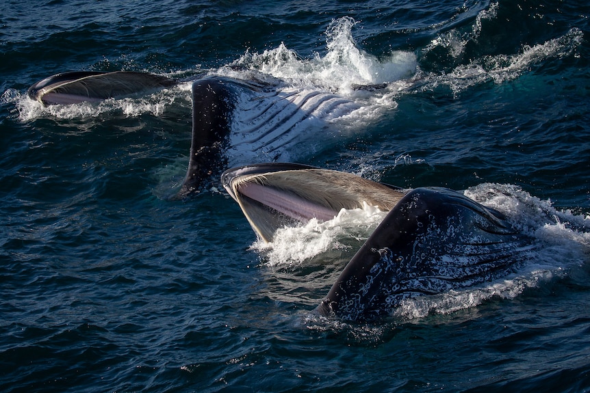 Humpback whale feeding 