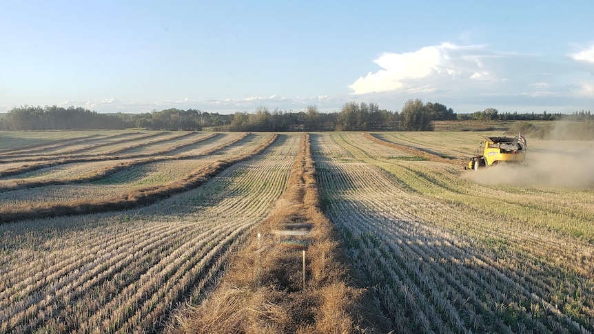 harvesting canola in Canada