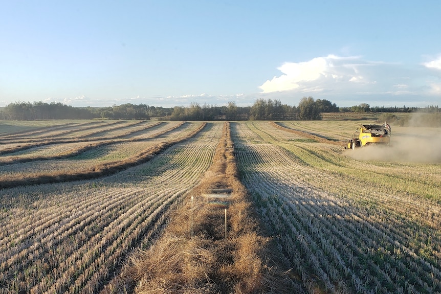 harvesting canola in Canada