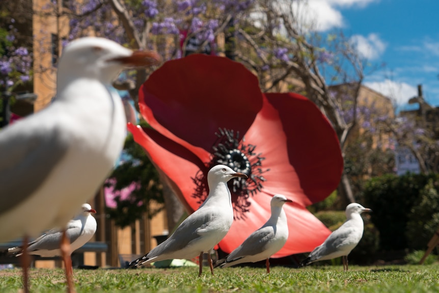 A row of seagulls lined up in front of a large poppy flower sculpture.