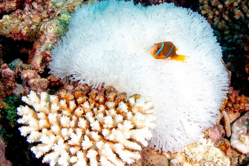 Close up of bleached  reef taken on Moorea March 17 - 19,  2019