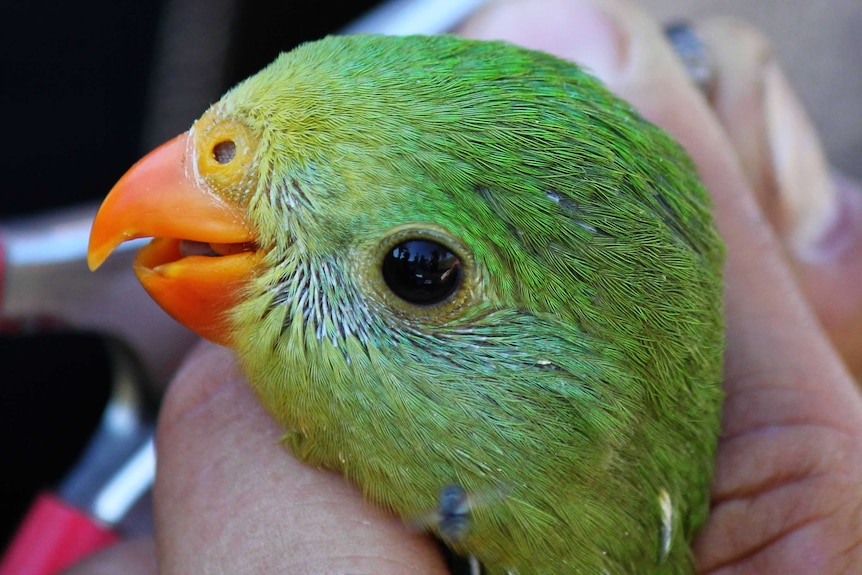 A small green bird.