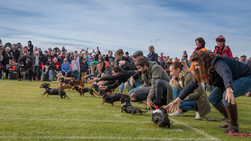 Dachshund dogs race in front of a crowd at the Dachshund Dash in Port Fairy, Victoria.