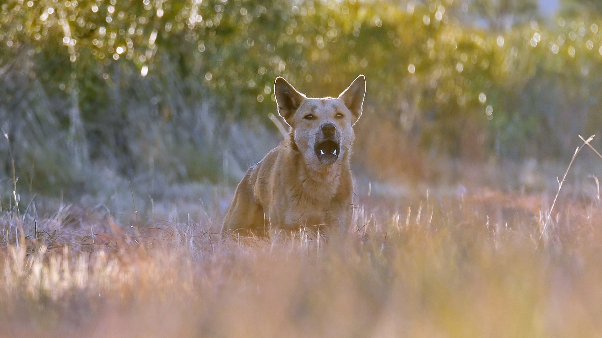 How to protect yourself in the Australian Outback