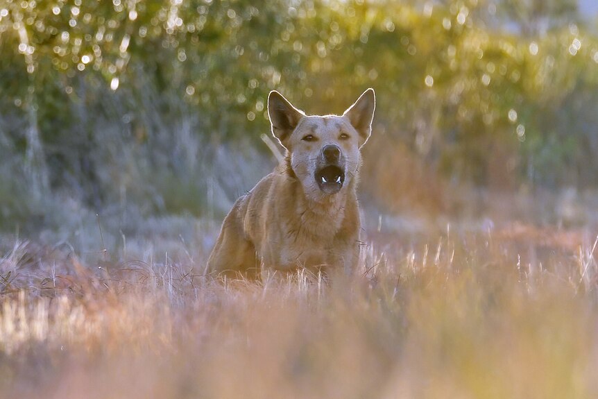 A dingo howling towards the camera
