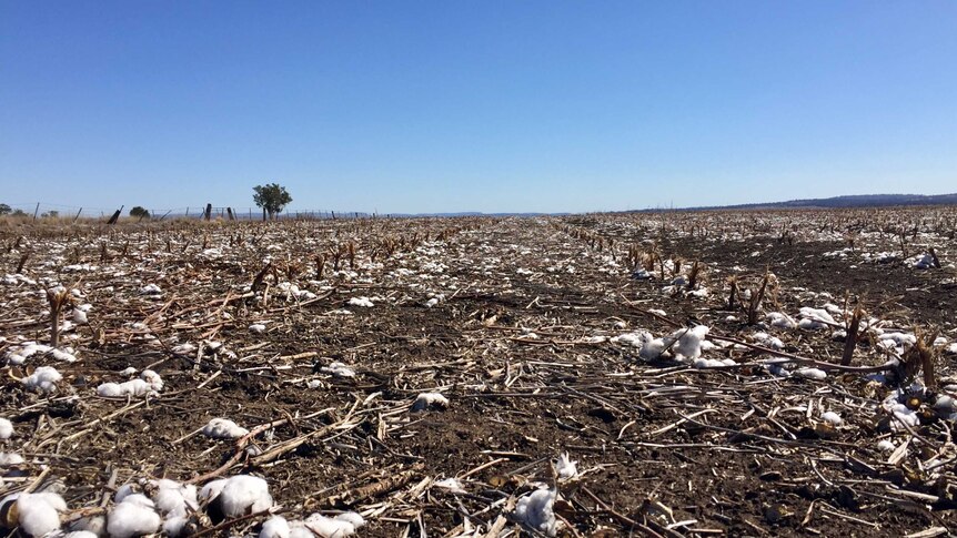 A dry cotton field in the Liverpool Valley NSW during drought