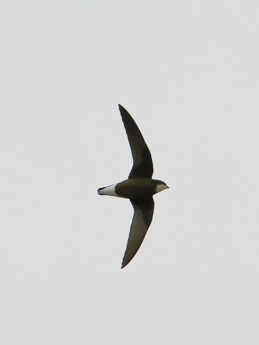 A shot of a rare white-throated needletail from below.