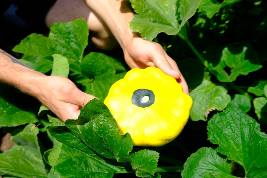 A pair of hands holds a giant yellow squash growing among greenery.