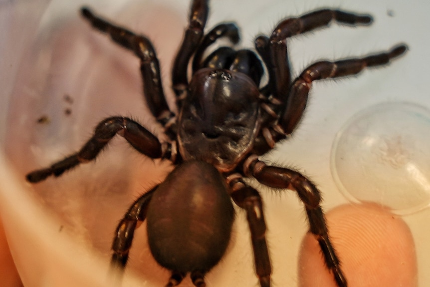 Fraser Island funnel-web