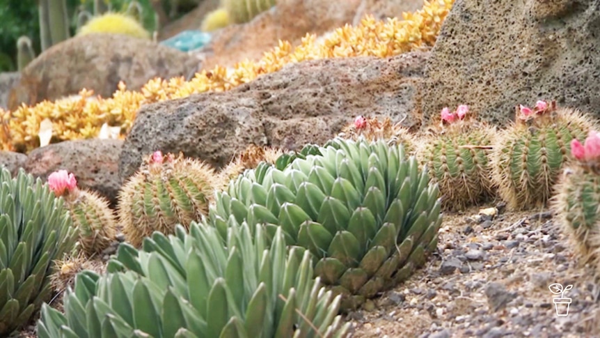 Cacti and succulents growing in garden