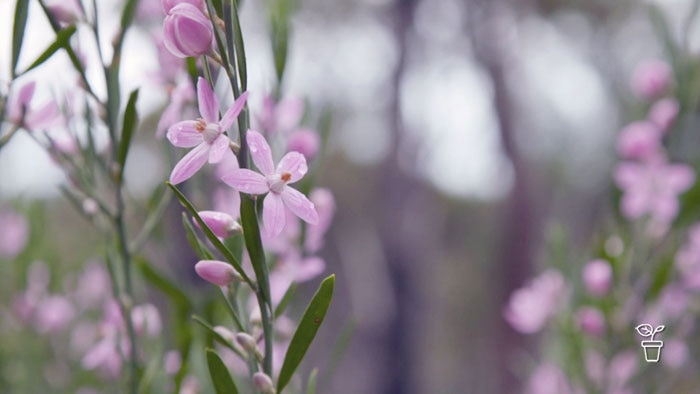 Pink flowers growing on plant stem