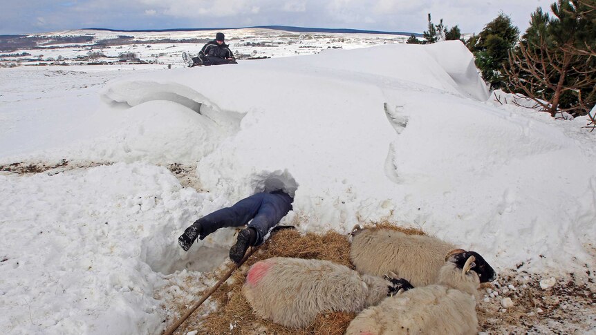 Farmer searches for sheep trapped in snow drifts