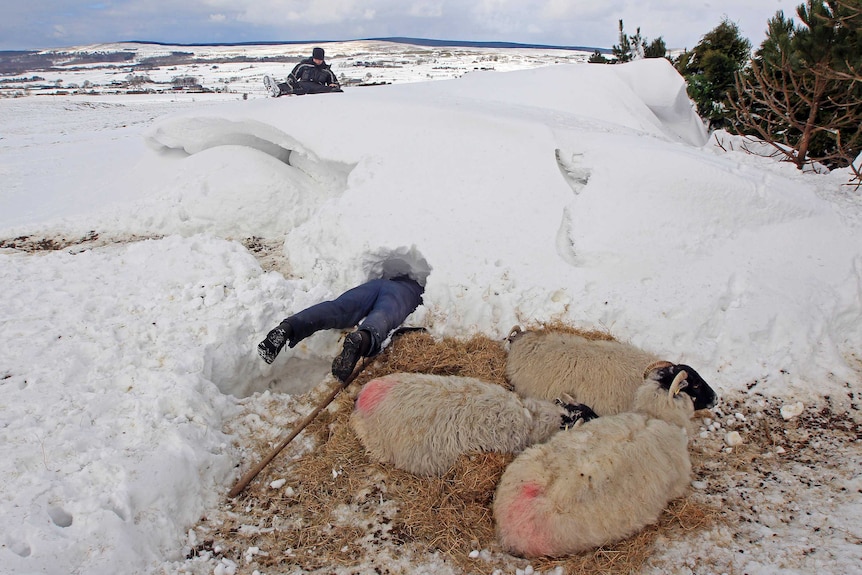 Farmer searches snow for buried sheep