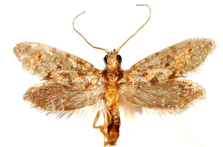 A large close up photo of the Kauri moth on a white background. The moth is gold in colour.