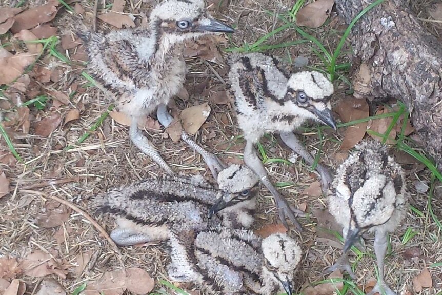 curlew chicks a few weeks old