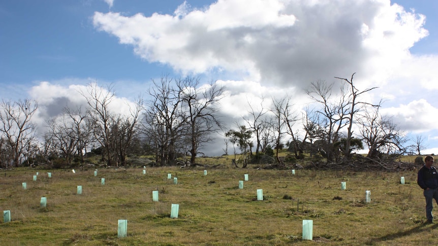 A tree replanting site on the Monaro Plains