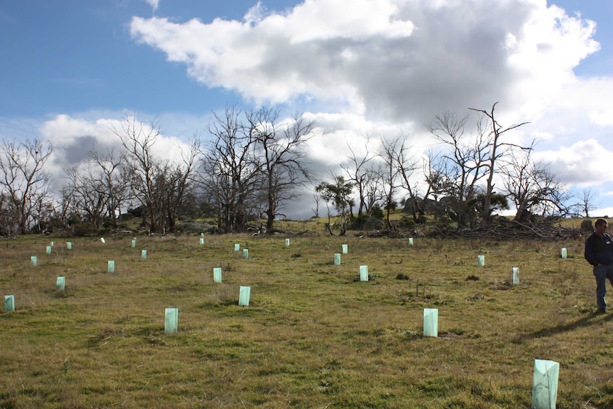 A tree replanting site on the Monaro Plains