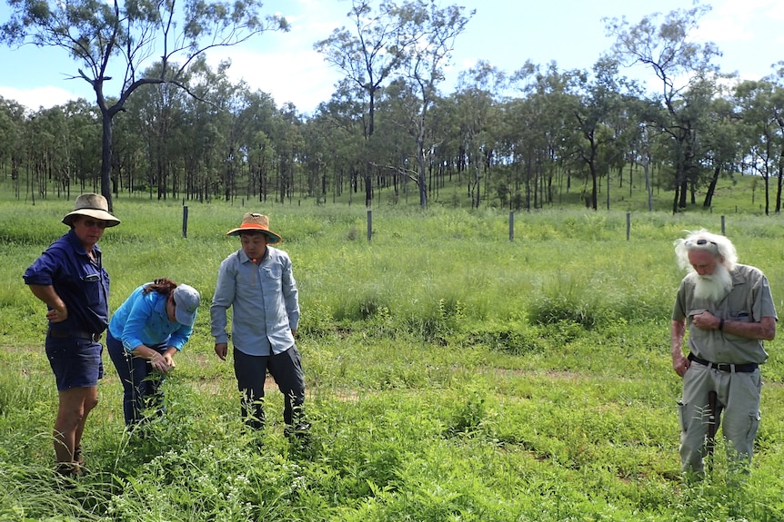A group of people are standing around a bright green paddock looking at a patch of parthenium weed