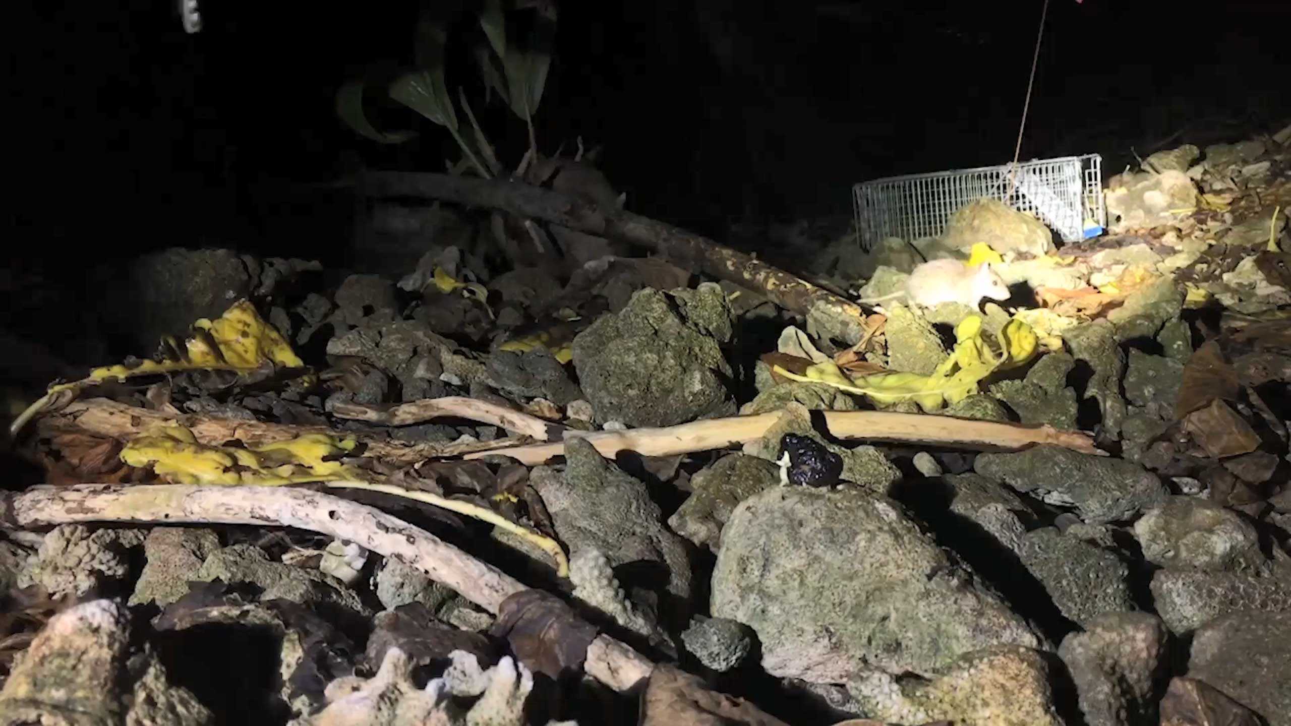 Rats have infested this remote atoll near Tahiti, but an eradication ...