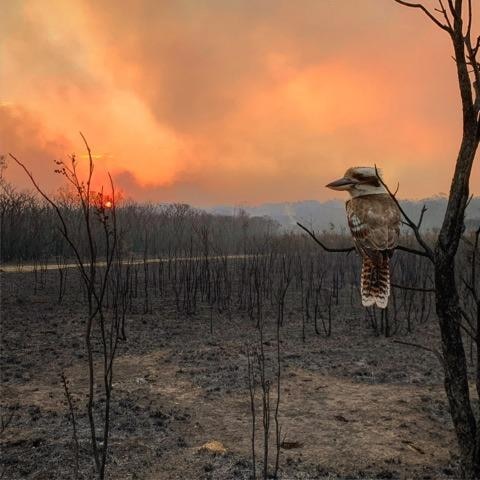 Kookaburra on a branch in burnt-out landscape.
