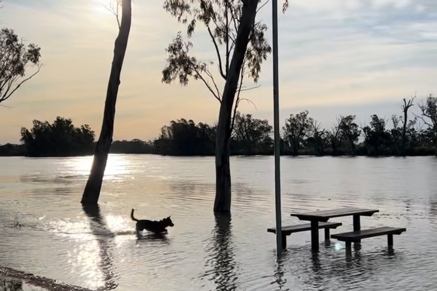 A dog splashing in water with a flooded bench nearby, trees submerged in water, trees in the background, cloudy, blue sky.