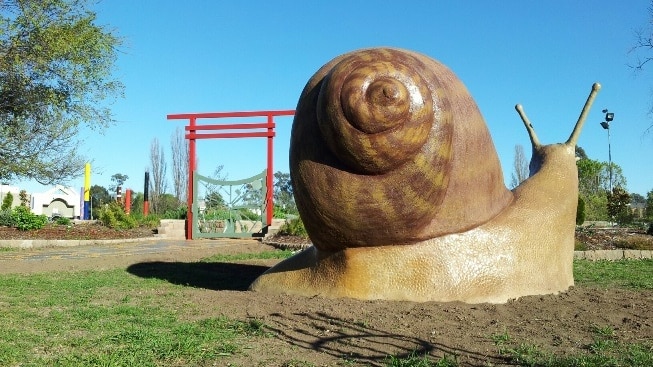 The giant snail statue in Queanbeyan, nicknamed Morty.