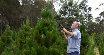 Man prunes a Christmas tree