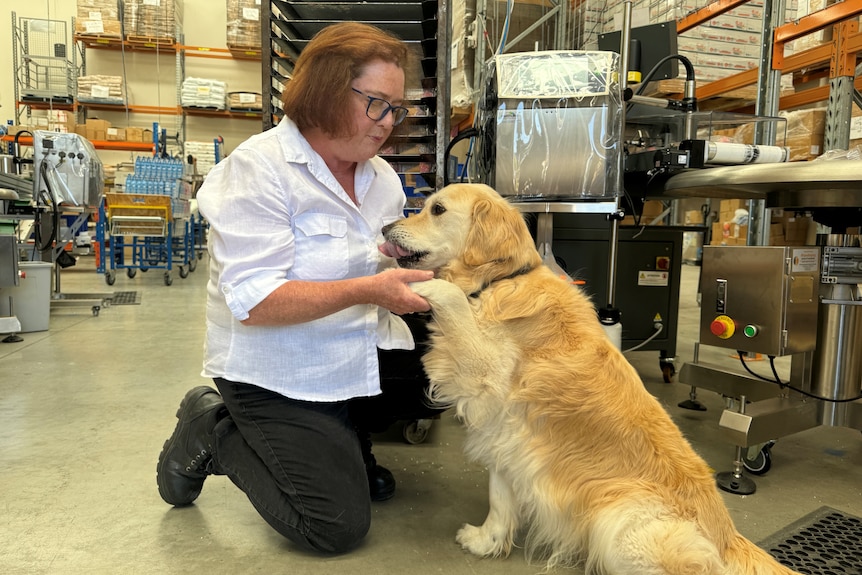 A Golden Retriever shakes hands with its owner in front of a shelf of dog treats at a factory in Melbourne.