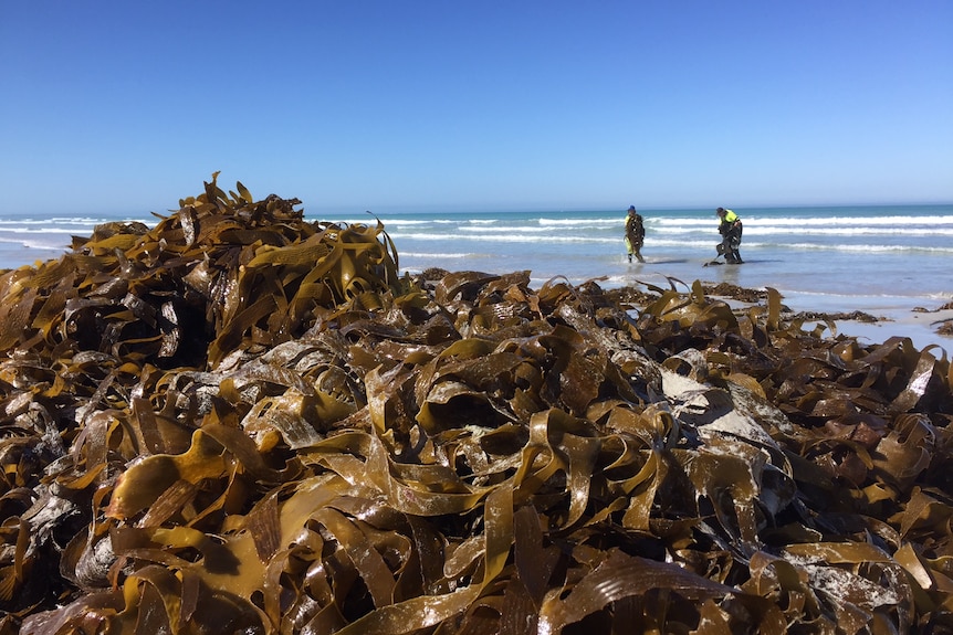 Australian Kelp Products workers harvesting seaweed on a beach in the south-east South Australia.